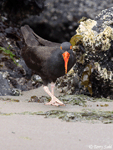 Black Oystercatcher - Haematopus bachmani