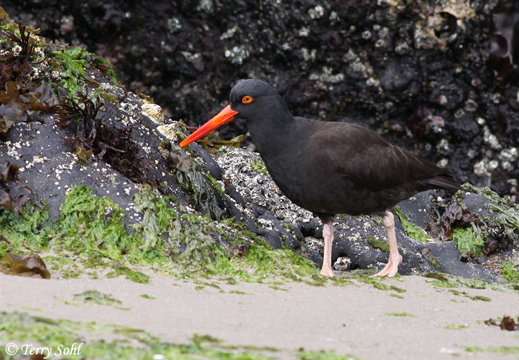 Black Oystercatcher - Haematopus bachmani