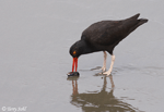 Black Oystercatcher - Haematopus bachmani