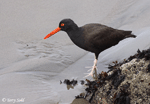 Black Oystercatcher - Haematopus bachmani