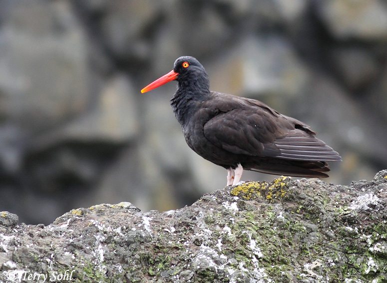 Black Oystercatcher - Haematopus bachmani