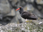 Black Oystercatcher - Haematopus bachmani
