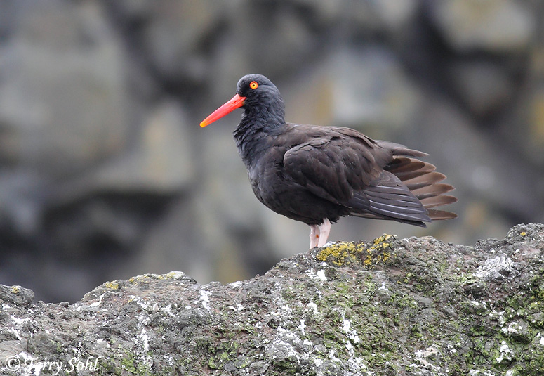 Black Oystercatcher - Haematopus bachmani