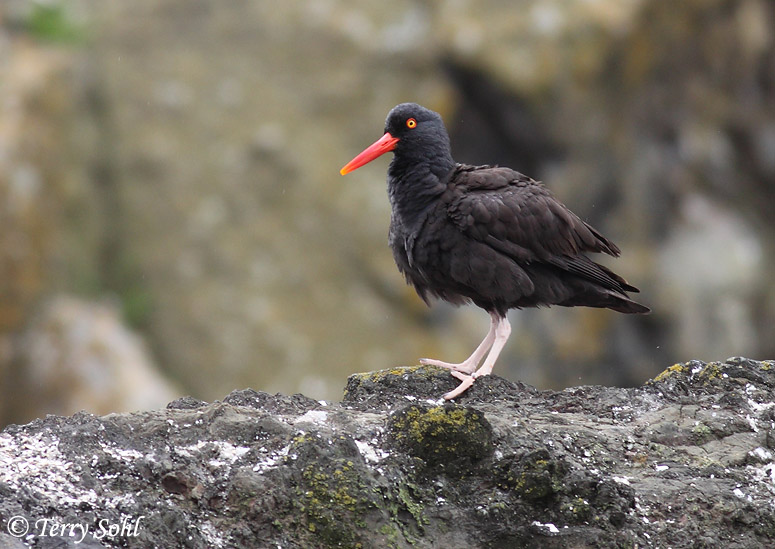 Black Oystercatcher - Haematopus bachmani