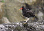 Black Oystercatcher - Haematopus bachmani