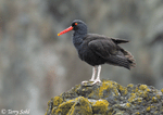 Black Oystercatcher - Haematopus bachmani