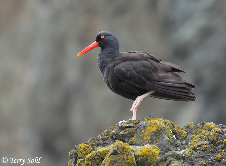Black Oystercatcher - Haematopus bachmani