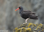 Black Oystercatcher - Haematopus bachmani