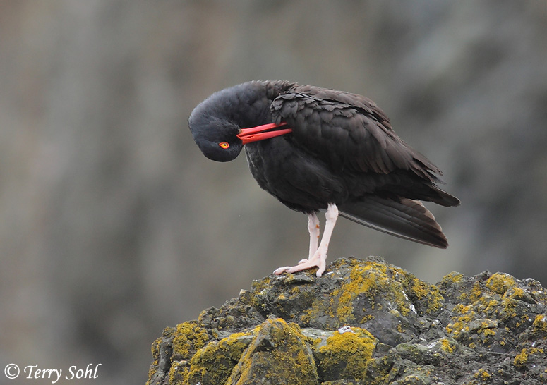 Black Oystercatcher - Haematopus bachmani
