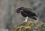 Black Oystercatcher - Haematopus bachmani