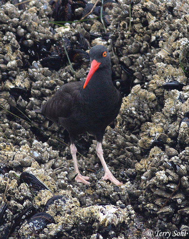 Black Oystercatcher - Haematopus bachmani