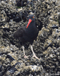 Black Oystercatcher - Haematopus bachmani
