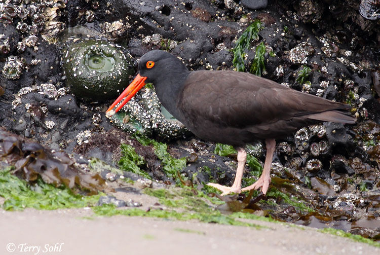 Black Oystercatcher - Haematopus bachmani