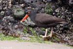 Black Oystercatcher - Haematopus bachmani