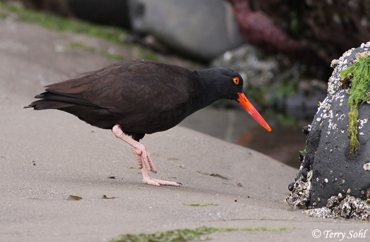 Black Oystercatcher - Haematopus bachmani