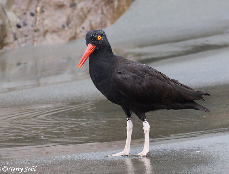 Black Oystercatcher - Haematopus bachmani
