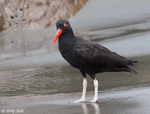 Black Oystercatcher - Haematopus bachmani
