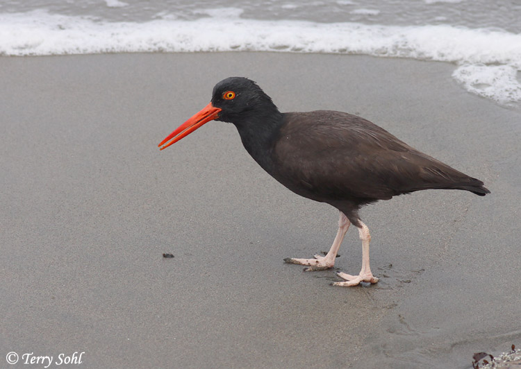 Black Oystercatcher - Haematopus bachmani