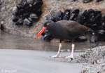 Black Oystercatcher - Haematopus bachmani