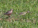 Buff-breasted Sandpiper 2 - Tryngites subruficollis