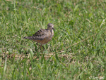 Buff-breasted Sandpiper 3 - Tryngites subruficollis