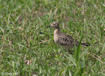 Buff-breasted Sandpiper 5 - Tryngites subruficollis