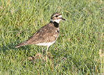 Killdeer 21 - Charadrius vociferus