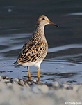 Pectoral Sandpiper 13 - Calidris melanotos