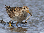 Pectoral Sandpiper 14 - Calidris melanotos