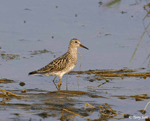 Pectoral Sandpiper 3 - Calidris melanotos