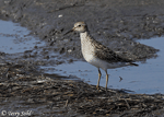 Pectoral Sandpiper 6 - Calidris melanotos