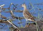 Pectoral Sandpiper 8 - Calidris melanotos