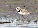 Piping Plover 6 - Charadrius melodus