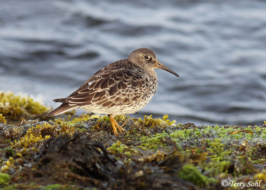 Purple Sandpiper - Calidris maritima