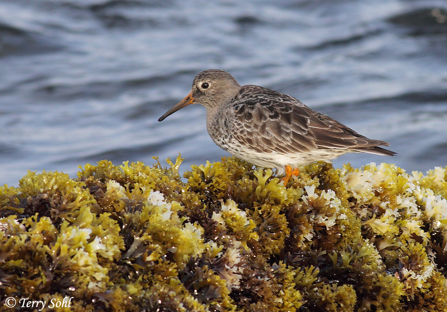 Purple Sandpiper - Calidris maritima