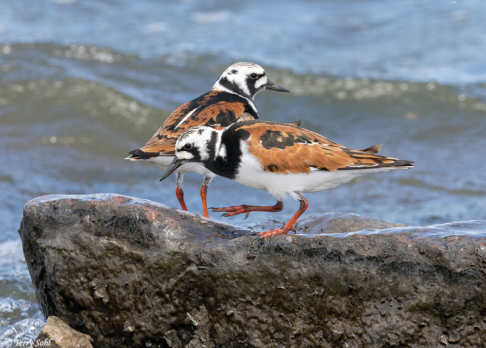 Ruddy Turnstone - Arenaria interpres