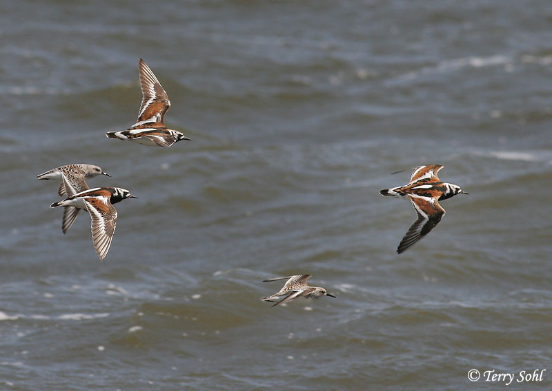 Ruddy Turnstone - Arenaria interpres