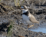 Semipalmated Plover 17 - Charadrius semipalmatus