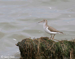 Spotted Sandpiper -  Actitis macularia