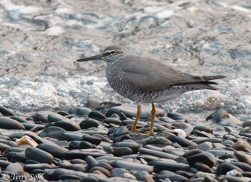 Wandering Tattler - Tringa incana