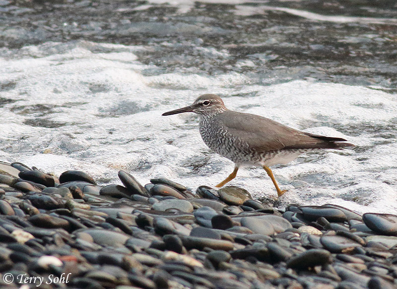 Wandering Tattler - Tringa incana