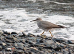 Wandering Tattler - Tringa incana