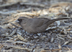 Abert's Towhee 3 - Pipilo aberti