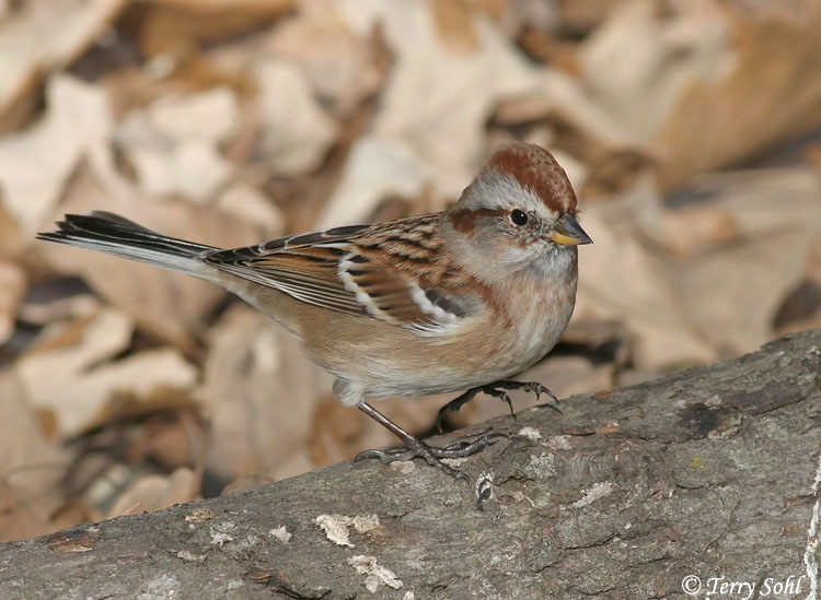 American Tree Sparrow - Spizelloides arborea