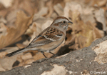 American Tree Sparrow - Spizelloides arborea