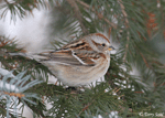 American Tree Sparrow - Spizelloides arborea