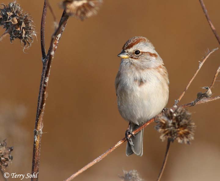 American Tree Sparrow - Spizelloides arborea