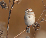 American Tree Sparrow - Spizelloides arborea