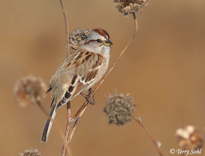American Tree Sparrow - Spizelloides arborea