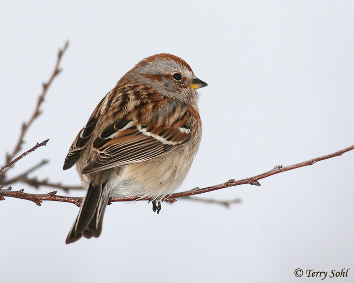 American Tree Sparrow Photo - Photograph - Picture